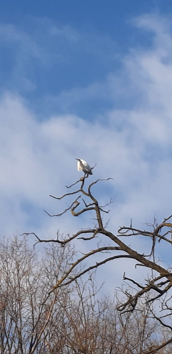 Airone bianco in cima alla pianta
